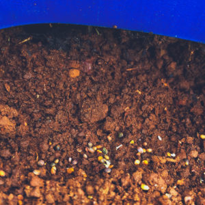 Upgrade - Soil/Compost