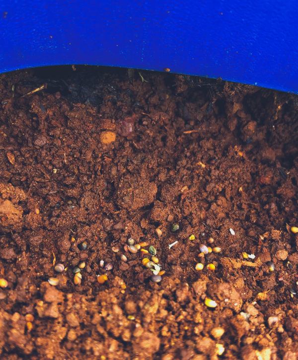 Upgrade - Soil/Compost