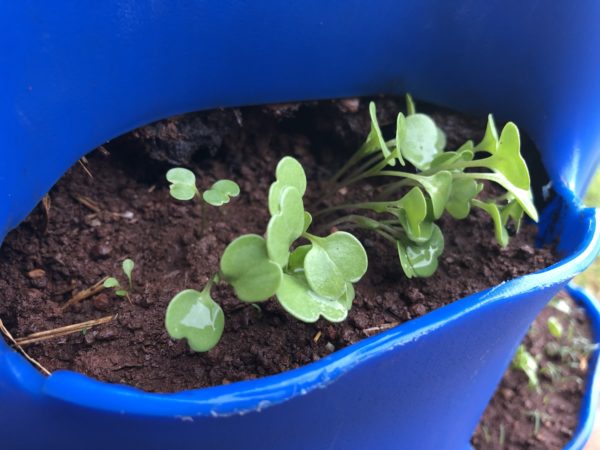 Upgrade - Seedlings (Spinach,Rocket or Lettuce) - Image 2