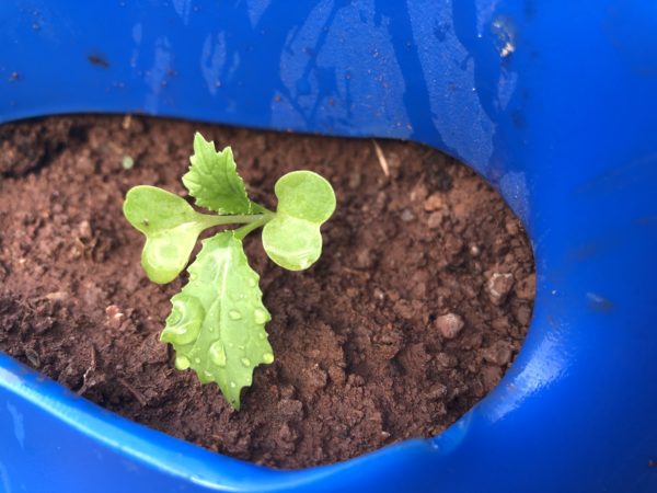 Upgrade - Seedlings (Spinach,Rocket or Lettuce) - Image 3