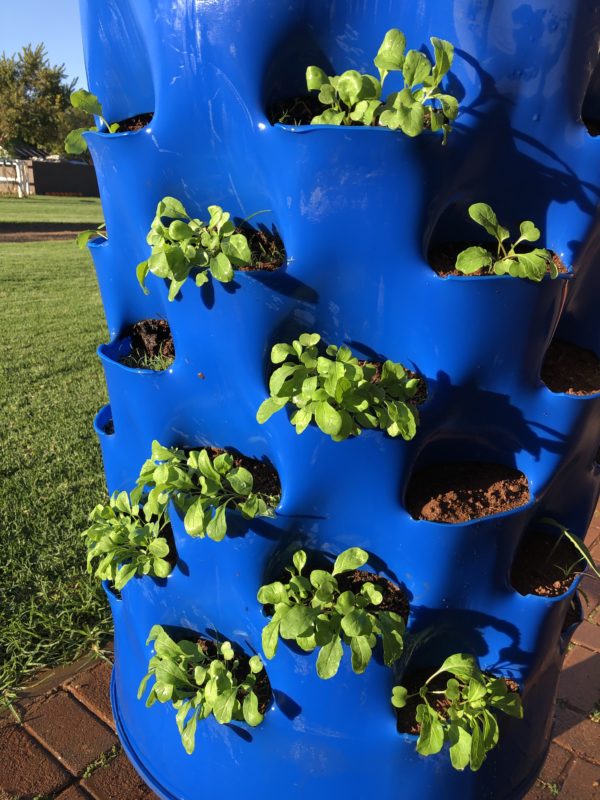 Upgrade - Seedlings (Spinach,Rocket or Lettuce) - Image 4