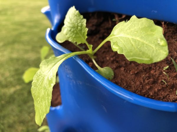 Upgrade - Seedlings (Spinach,Rocket or Lettuce) - Image 5