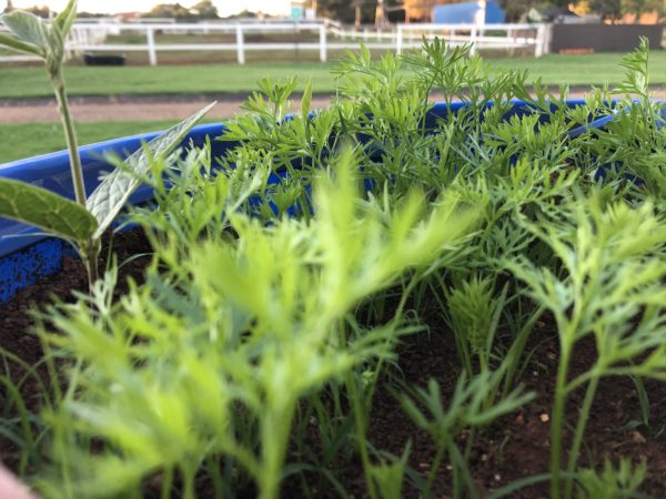 Upgrade - Seedlings (Spinach,Rocket or Lettuce) - Image 6