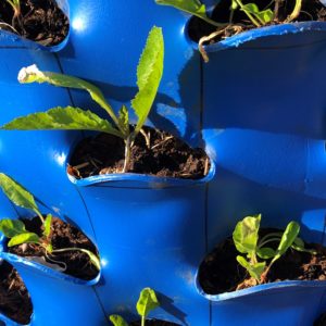 Upgrade - Seedlings (Spinach,Rocket or Lettuce)