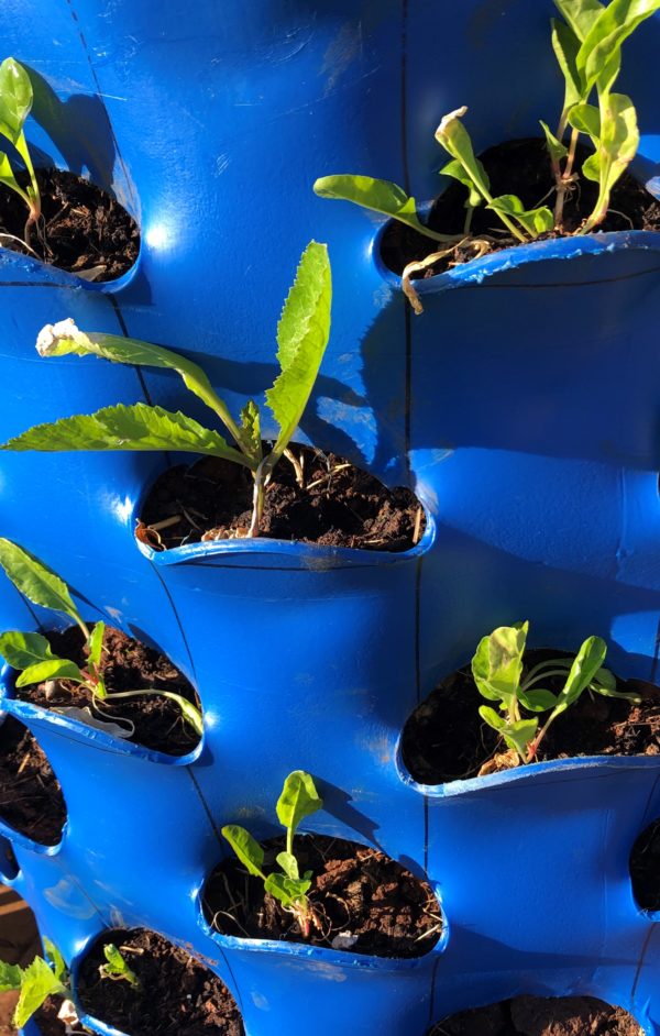 Upgrade - Seedlings (Spinach,Rocket or Lettuce)